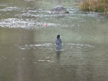 カラスの行水