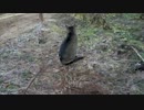 トラさん一家観察日記　301日目