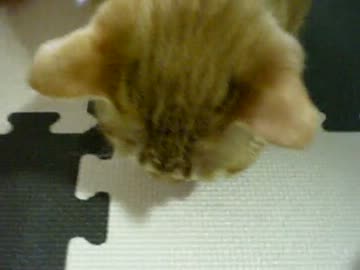 拾いねこ＠生後270/237　アコ9ヶ月記念日ぃいい！頭可愛い！