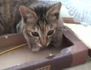 ウチのぬこも見てくれろ