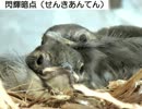 閃輝暗点 （せんきあんてん）〔片頭痛〕