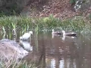 サギとカモ