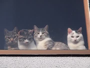 君はいい飼い主だったが、朝のカリカリの量がいけないのだよ。