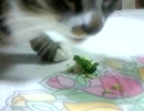 もしゃもしゃ。201205161709.3gp