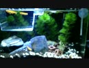 メダカ水槽4