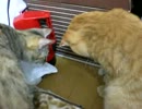 拾いねこ＠生後271/238目　毎日掃除しても掃除しても部屋中毛まみれ！