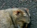耳が。。