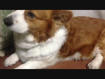 ハルちゃん感謝のお手100連発（コーギー）