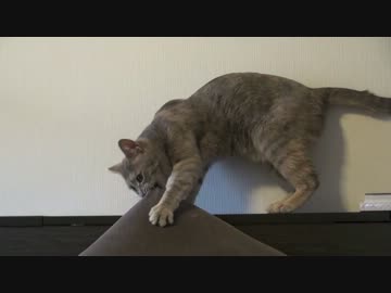 モアレとクリエ 「ネコ vs テンピュール」