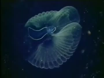 海・知られざる世界「めぐる生命の輪」(02 of 02)