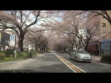 もぐら、の運行日誌【その35】葉桜見物