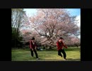 ［クロウサ*］千本桜　踊ってみた［ミケネコ♪］