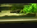 研究室でイモリとベタの飼育開始１
