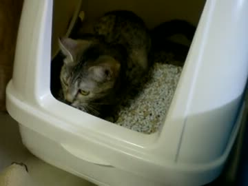 拾いねこ＠生後272/239　年頃の娘の排泄シーン？