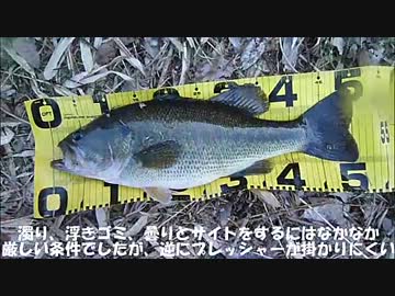 たぶんもっとバスは釣れる！5 　【プリスポーンダイナマイト！！編】