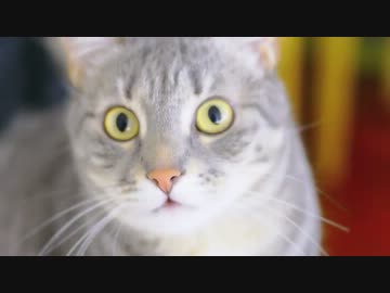 Chocolate &amp; Banana Tart