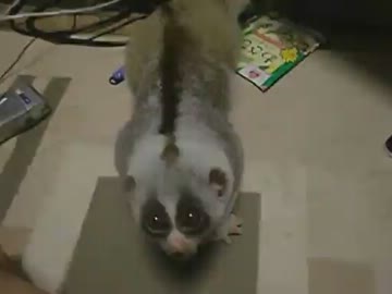 スローロリスくん VS 飼い主