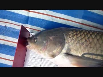 【ニコニコ巨大魚釣りダービー】 想像よりデカイのが来たんですよ！