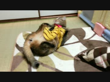 虎の威を借る猫