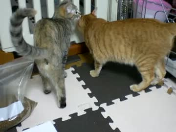 拾いねこ＠生後273/240　つきにょん生誕8ヶ月おめでとう～