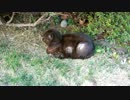 下毛が白くて上毛が焦げ茶色の野良猫