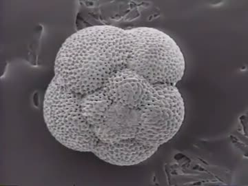 海・知られざる世界「深層海流」(01 of 02)