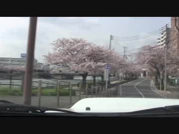 【車載動画】ぷらっとどらいぶ ２【さくらがみたくて…】