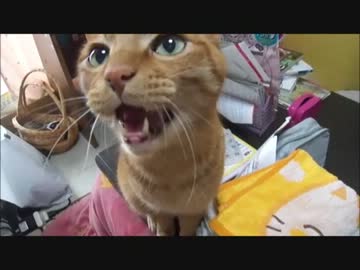 洗濯物を畳んでるとネコさんが話しかけてきた