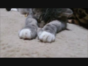 にゃんこ寝んねタイム(寝てるだけです。なんの落ちもありません)