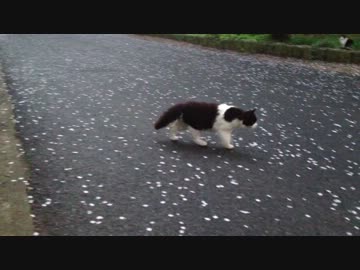桜の花びらと戯れるネコ