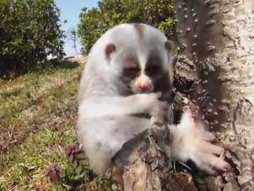 スローロリスくんの黙祷
