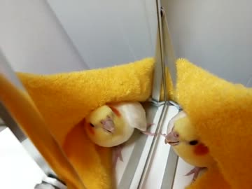 タオルを被せると。。。
