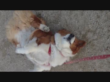 ハルちゃんも吹っ切れた（コーギー）