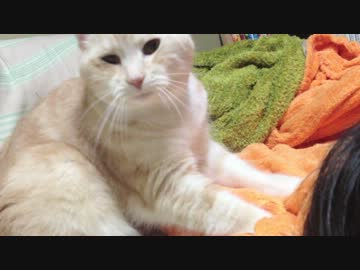 ひたすらもみもみはぁはぁする猫