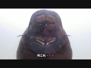 【VFR800】仕事をやめ・・・れなかったけど日本一周 part23【沖縄】