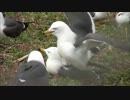 AV撮影会in蕪島　20130406