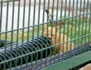 仔猫の隠れ家