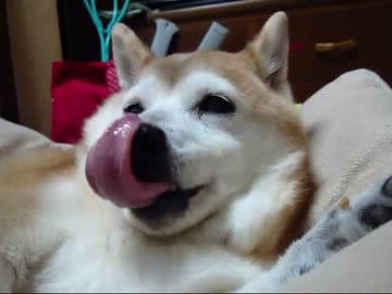 柴犬りょう１６歳(１３年４月７日)