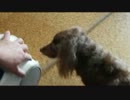 掃除機と戯れるワンコたちⅡ。