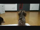 お出迎えワンコ。