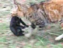 猫の引越し