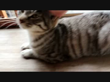 悲しいけどこれ、ぽふぽふなのよね！！