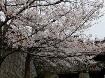 ２０１３京都の桜