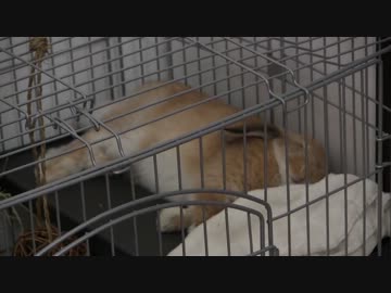 モコ日記１１