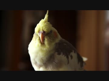 ねんがんのオカメインコが来てから4か月経った