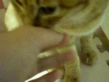 拾いねこ＠生後274/241　戻ってきましたー。