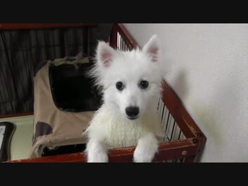 うちのわんこ２