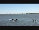 trim.d68PHl.MOV