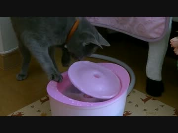 ピュアクリスタル終了のお知らせ　モイコちゃん