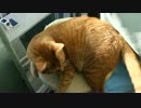 【ぬこ動画】 キャットタワーで遊ぶすず